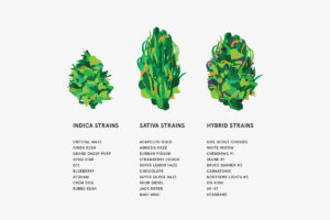 cannabis strain types