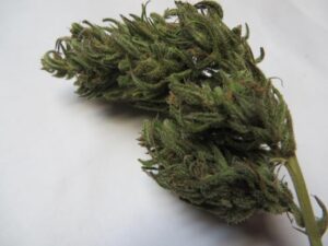 fluffy marijuana bud