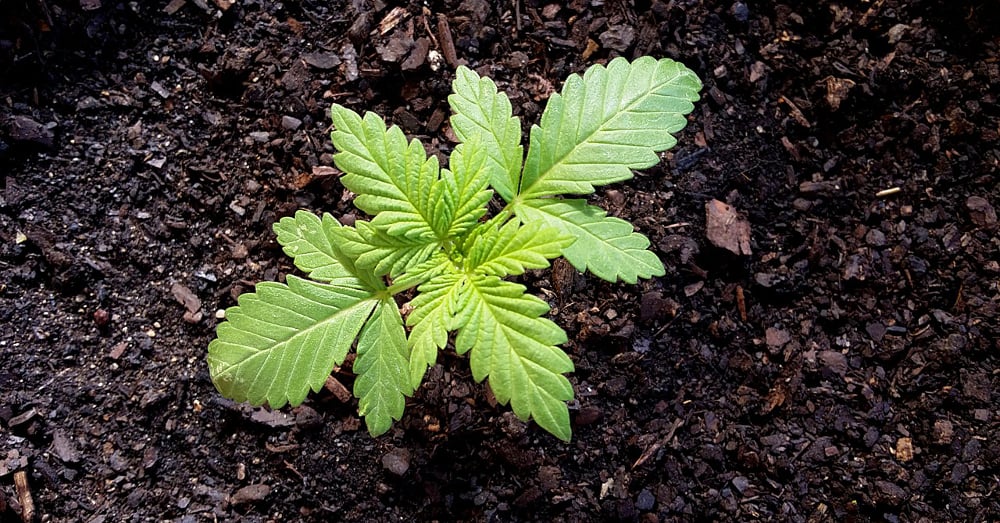 Growing Organic Marijuana: A beginners guide