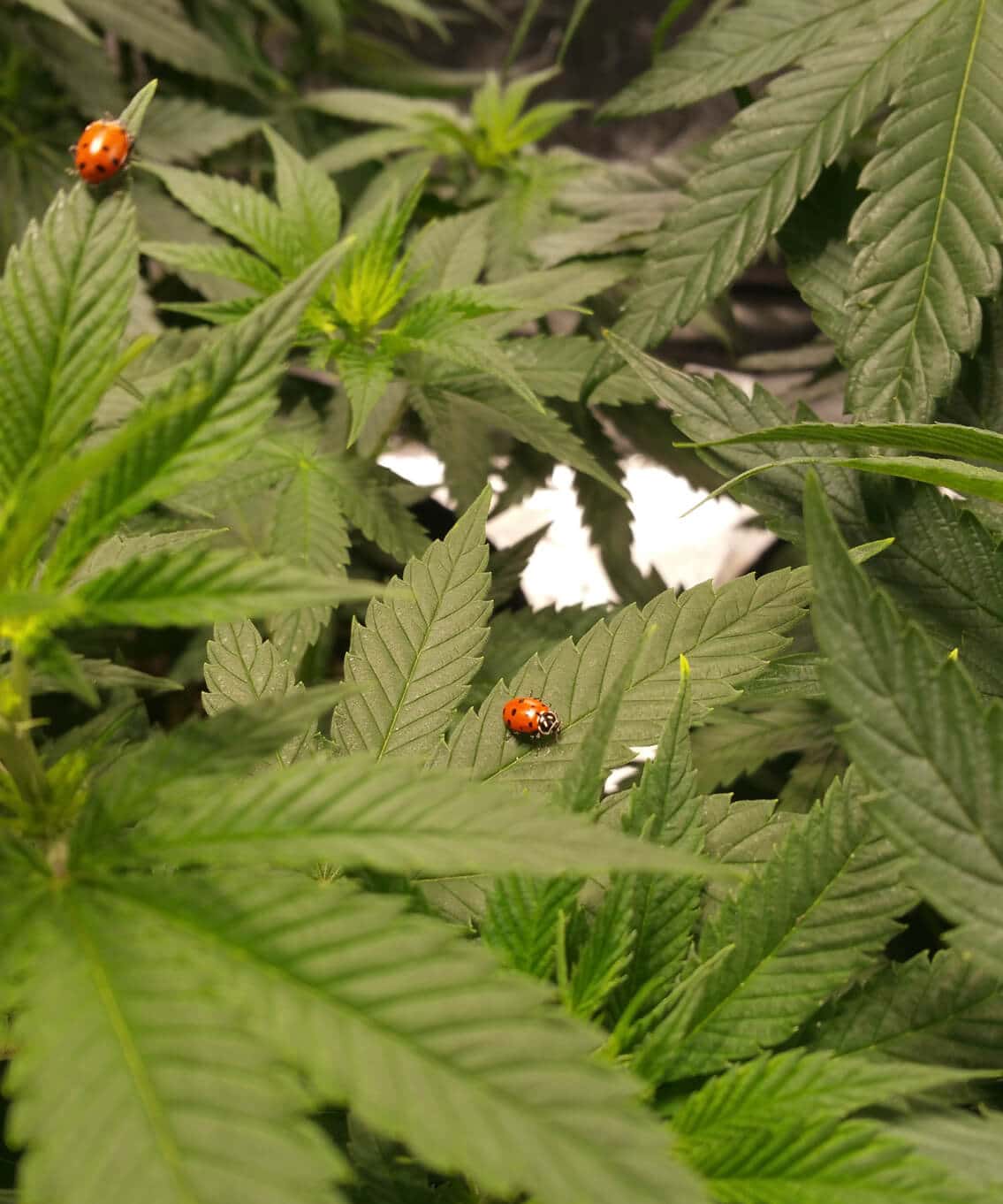 Ladybugs on marijuana plant