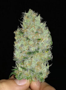 marijuana dense bud