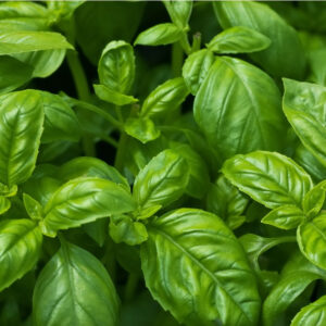 Basil for Pest control