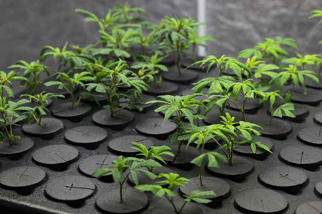 Young Fresh Cut Cannabis Clones