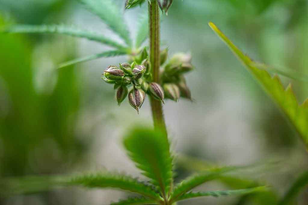 male cannabis plant with pollen sacks