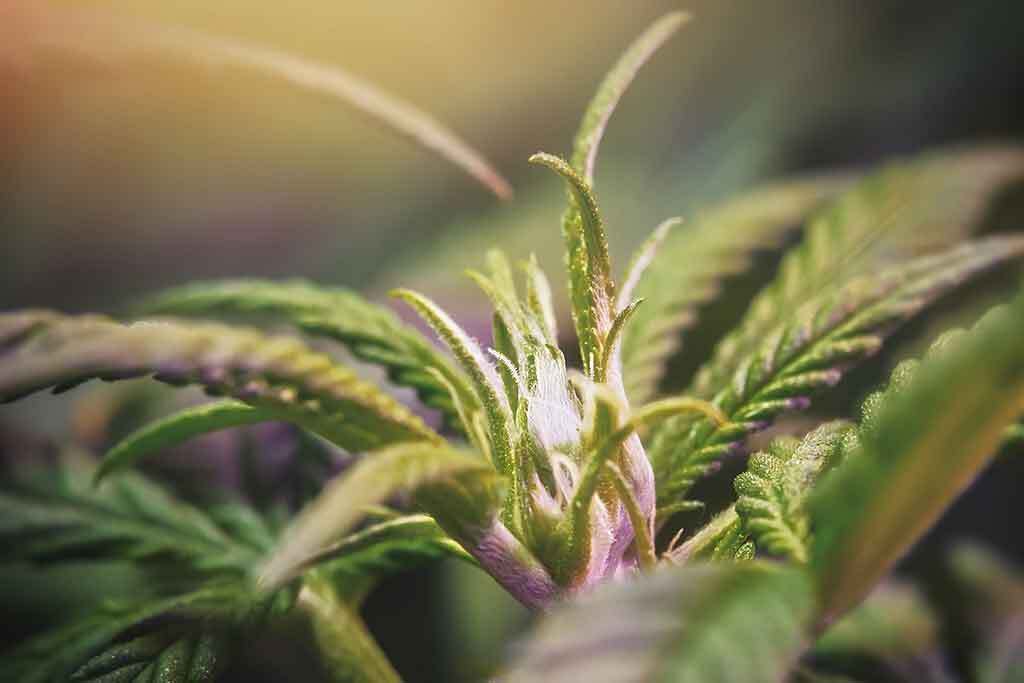 close up of a male cannabis plant preflower