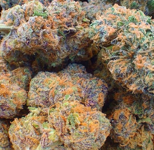 Dried Fruity Pebbles weed
