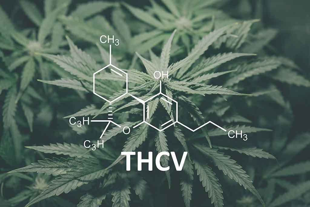 What is THCV and what are its benefits?
