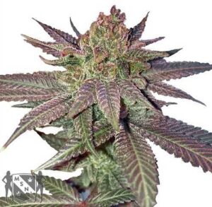 fruity-pebbles-feminized