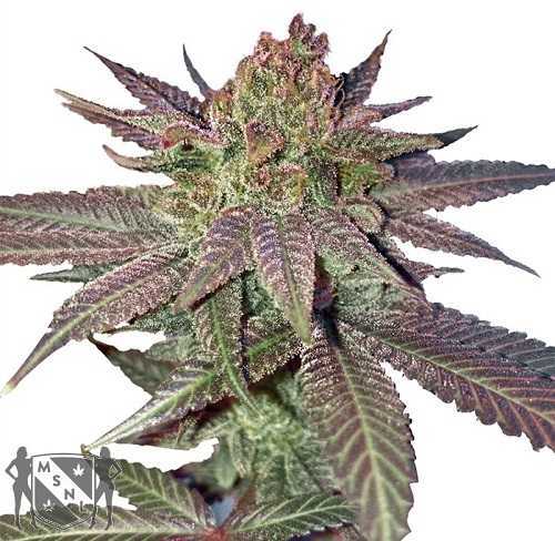 Blue Magic - Strain Information -  - Strain Information