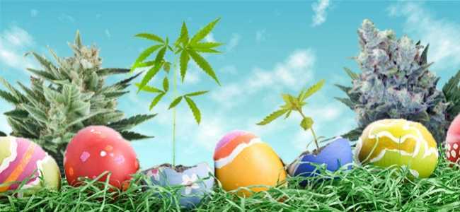 Easter Cannabis Treats
