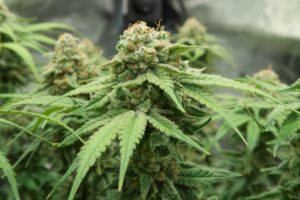https://caliexoticshop.com/product/buy-gelato-strain-online