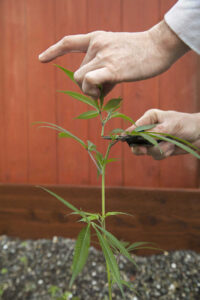 marijuana plant training