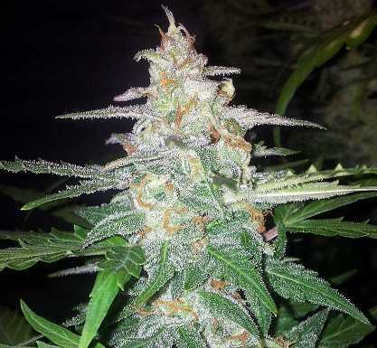 Buds improve through aeroponics
