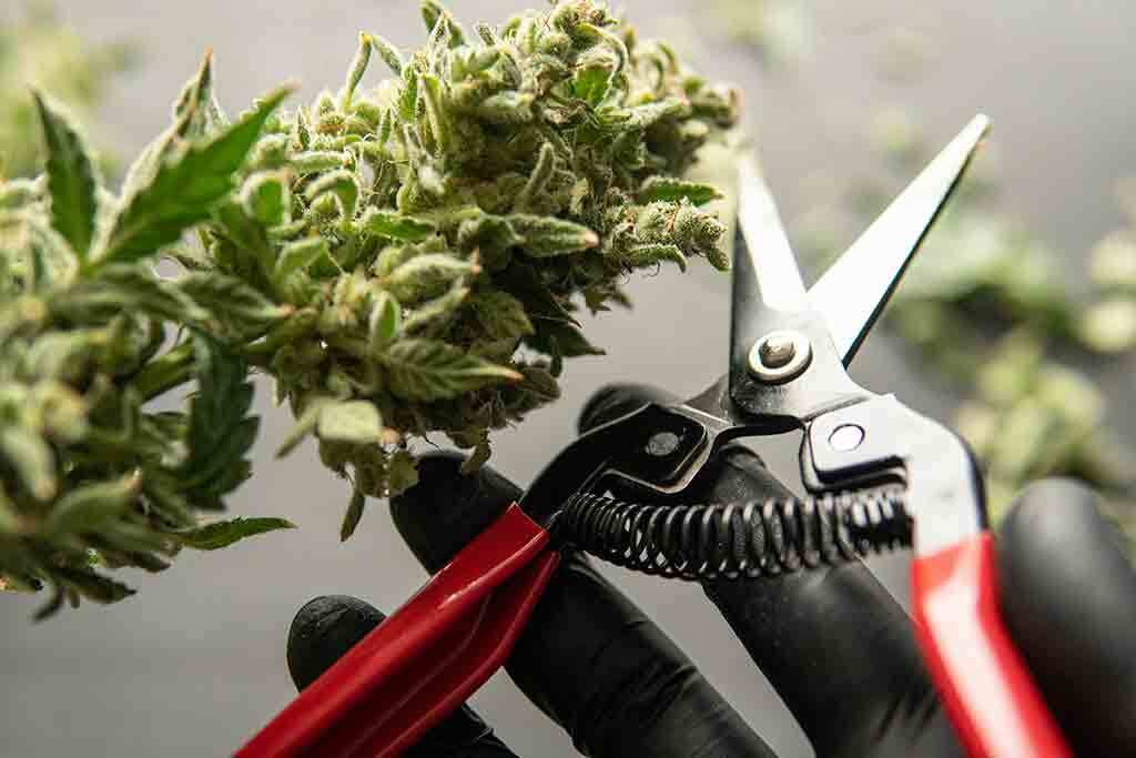 Best Bud Trimming Scissors for Marijuana
