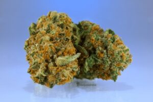 Harlequin strain