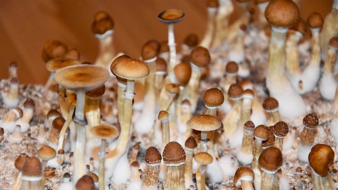 Growing Magic Mushrooms