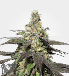 wedding_cake_strain