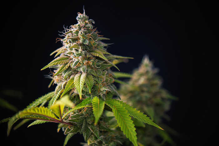 Looking for a Weed Forum? Here are the Top 10