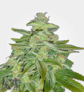 MSNL Pineapple Kush