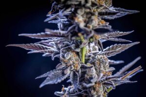 Cannabis Flower Trichomes High THC Strain
