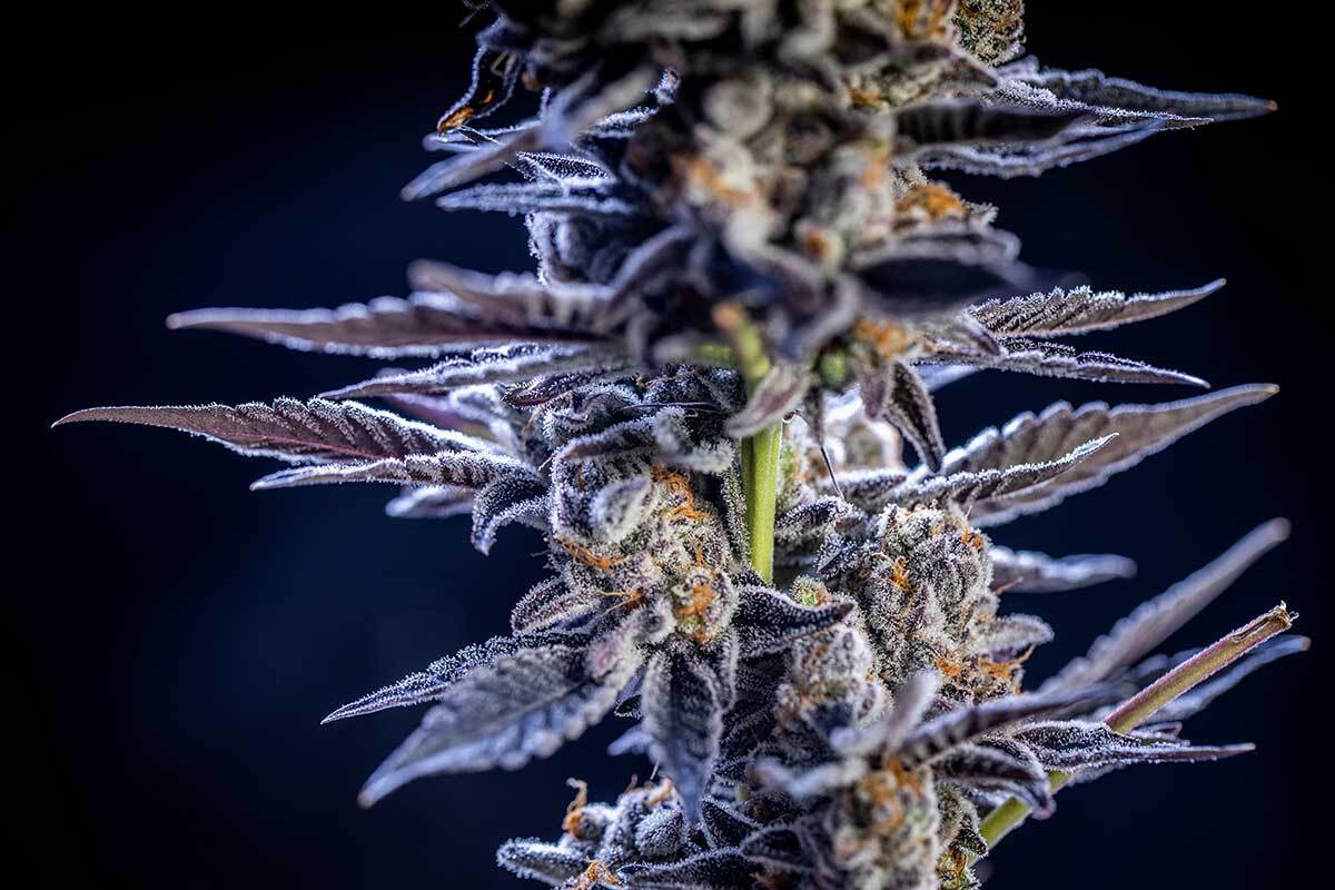 https://www.marijuana-seeds.nl/wordpress/wp-content/uploads/2020/04/Cannabis-Flower-Trichomes-High-THC-Strain-1.jpg