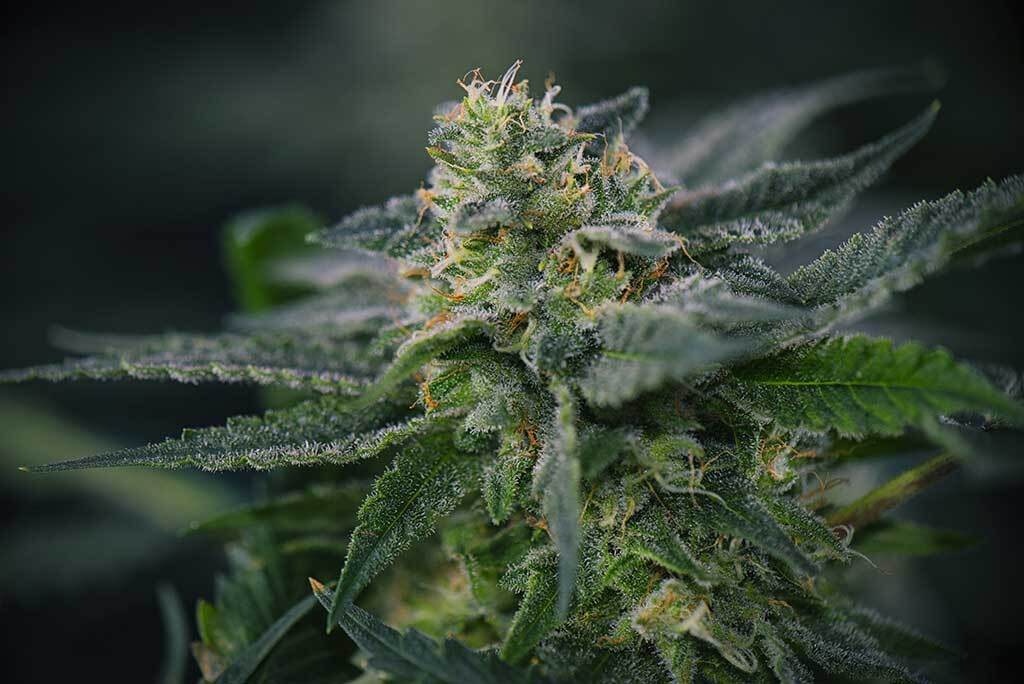 Detail Cannabis High THC Strain Cola Mangolope Marijuana Strain