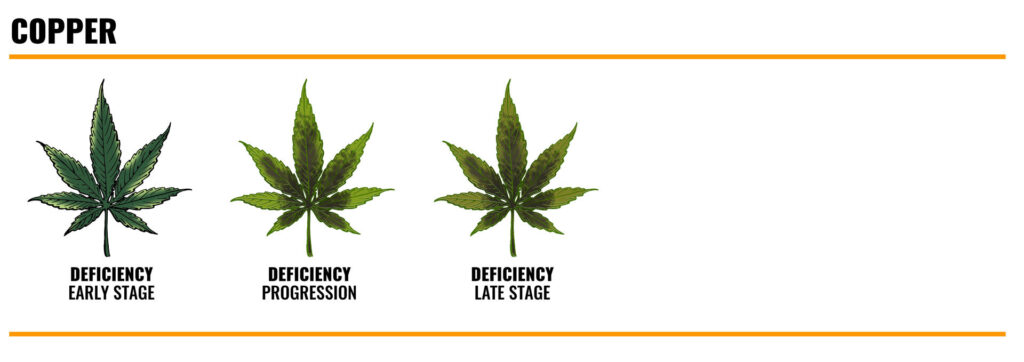 copper deficiency in marijuana leaves