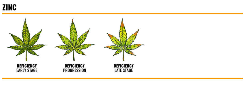 zinc deficiency in cannabis