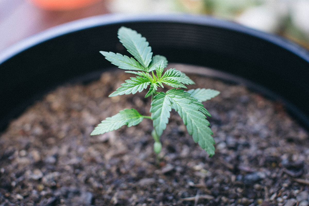 What is the best soil for growing weed?