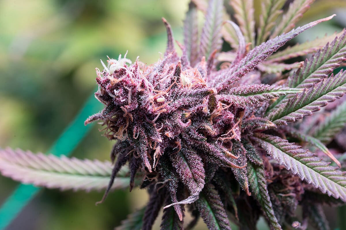 How to Grow Purple Weed