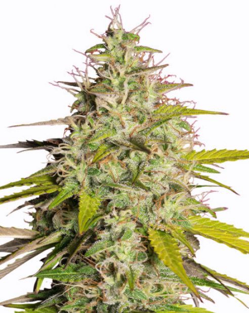 Girl Scout Cookiies Fast Flowering Cannabis