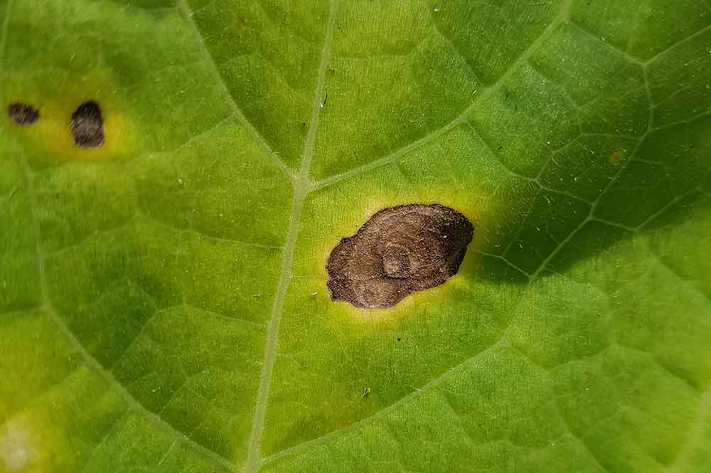 Alternaria fungas on cannabis leaf
