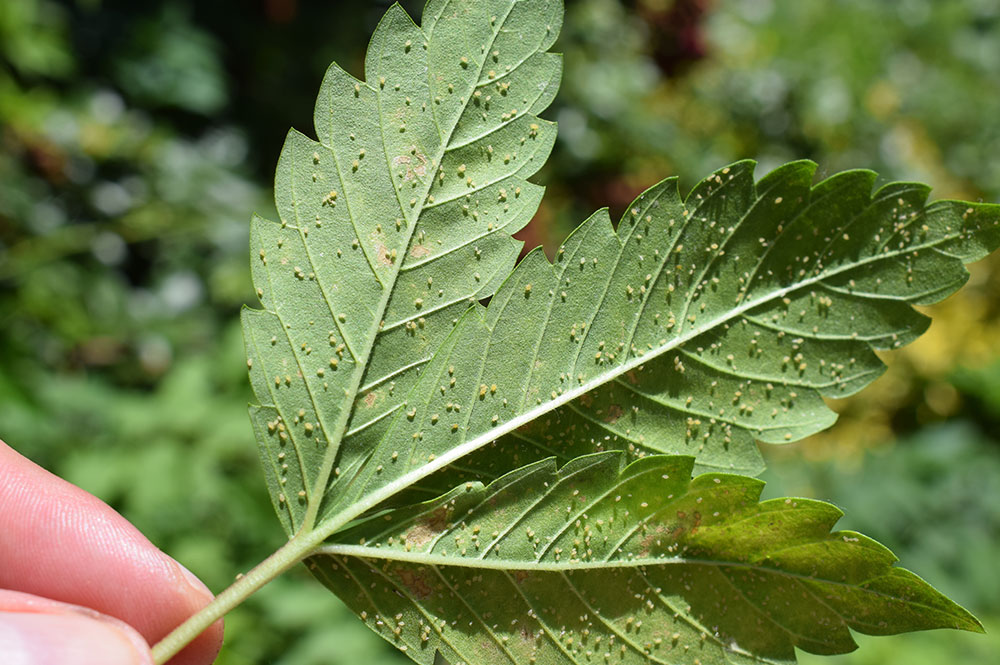 aphids on weed