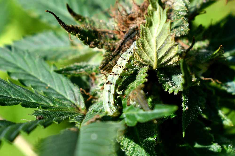 caterpillars on weed plants