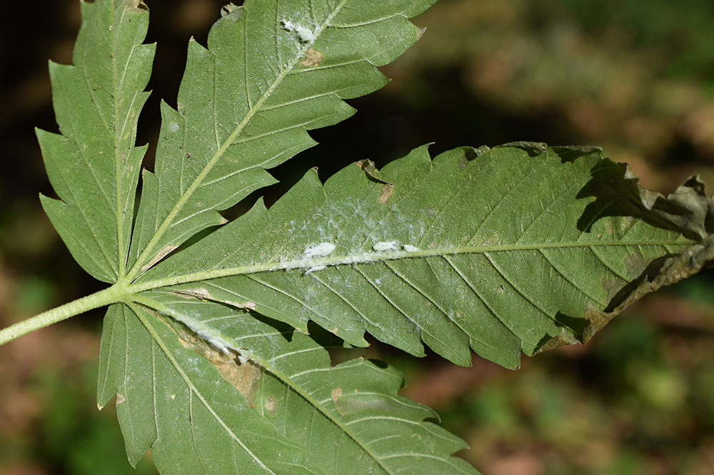 Citrus Faltid hopper larvae on cannabis leaf