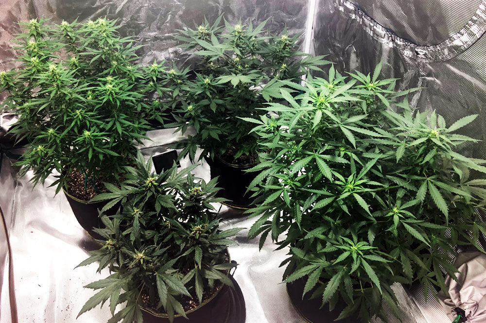 indoor cannabis grow inside a grow tent