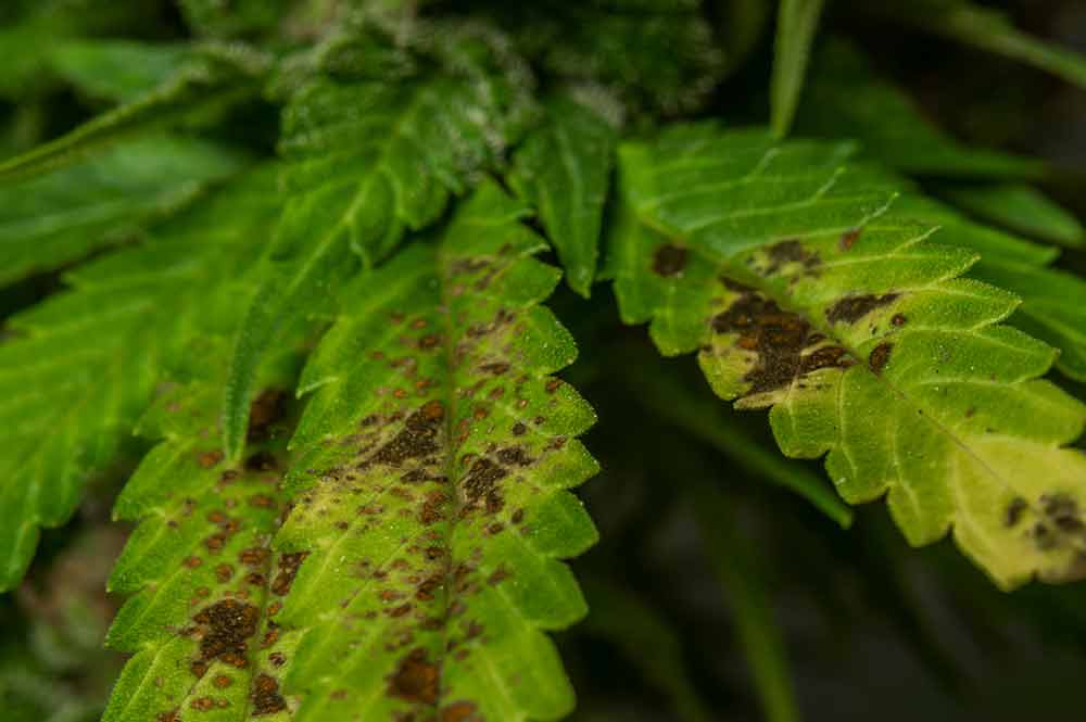 cannabis disease on leaf with brown spots