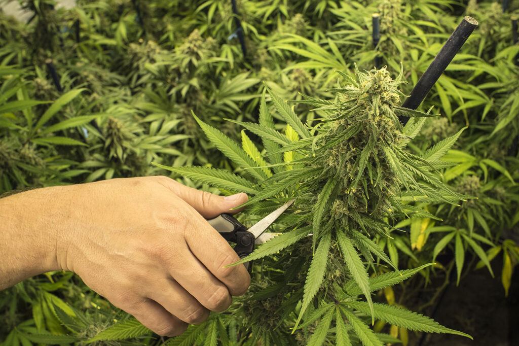 Fimming Marijuana plants