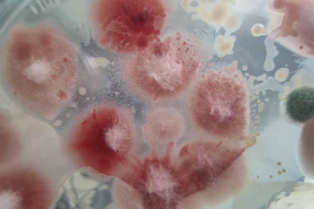 magnified view of fusarium