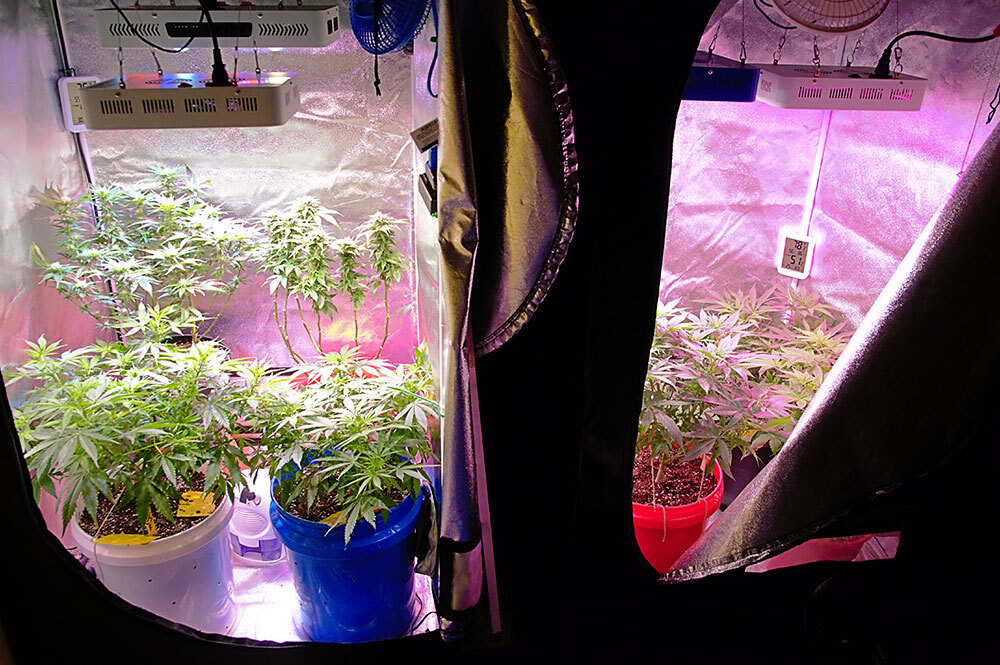 cannabis grow inside a grow tent under LED lights