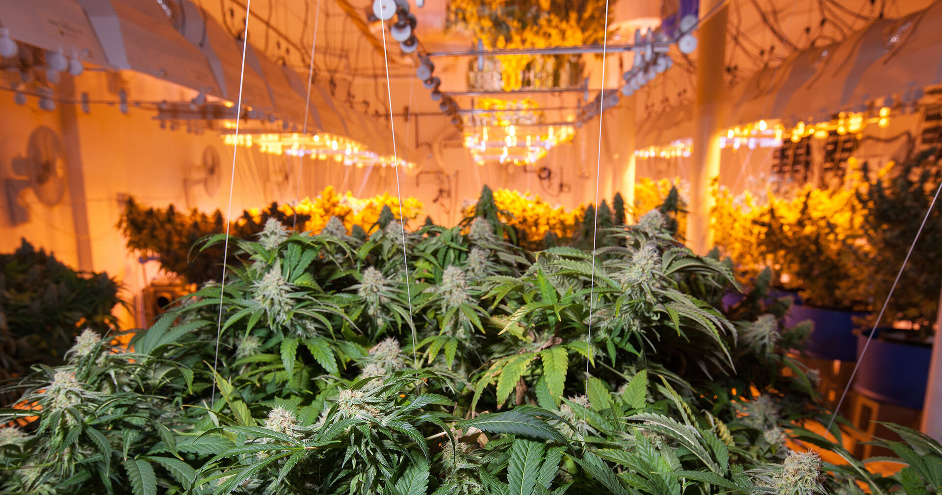 Growing Pains: Setting Up Your Grow Space