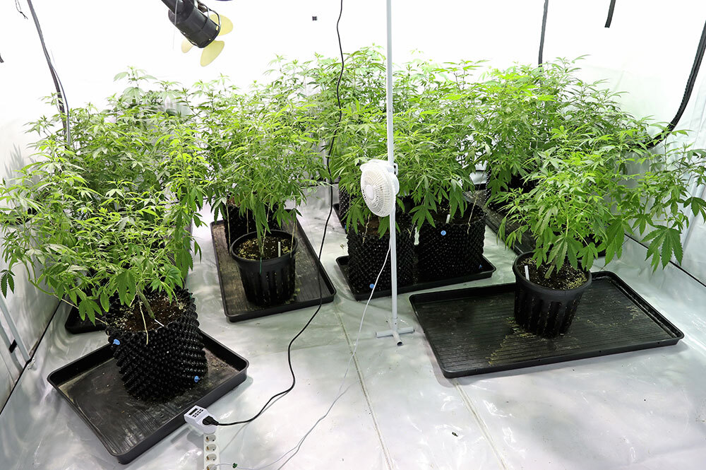 indoor cannabis grow room set up