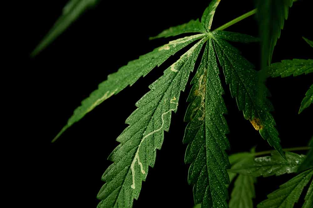 leaf miner on cannabis leaf