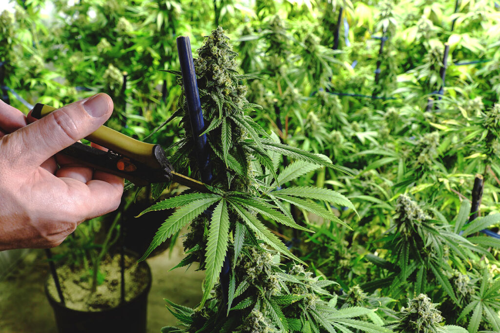 Manifolding marijuana plants