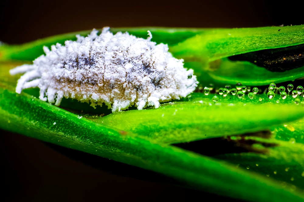 mealybud on cannabis plant