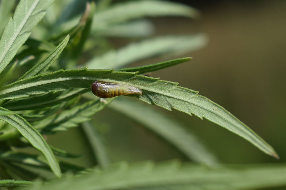 slugs on weed plant