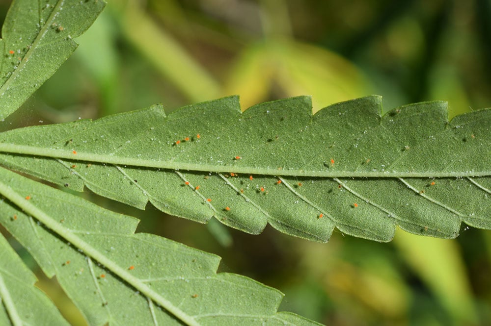 spider mites on cannabis leaf