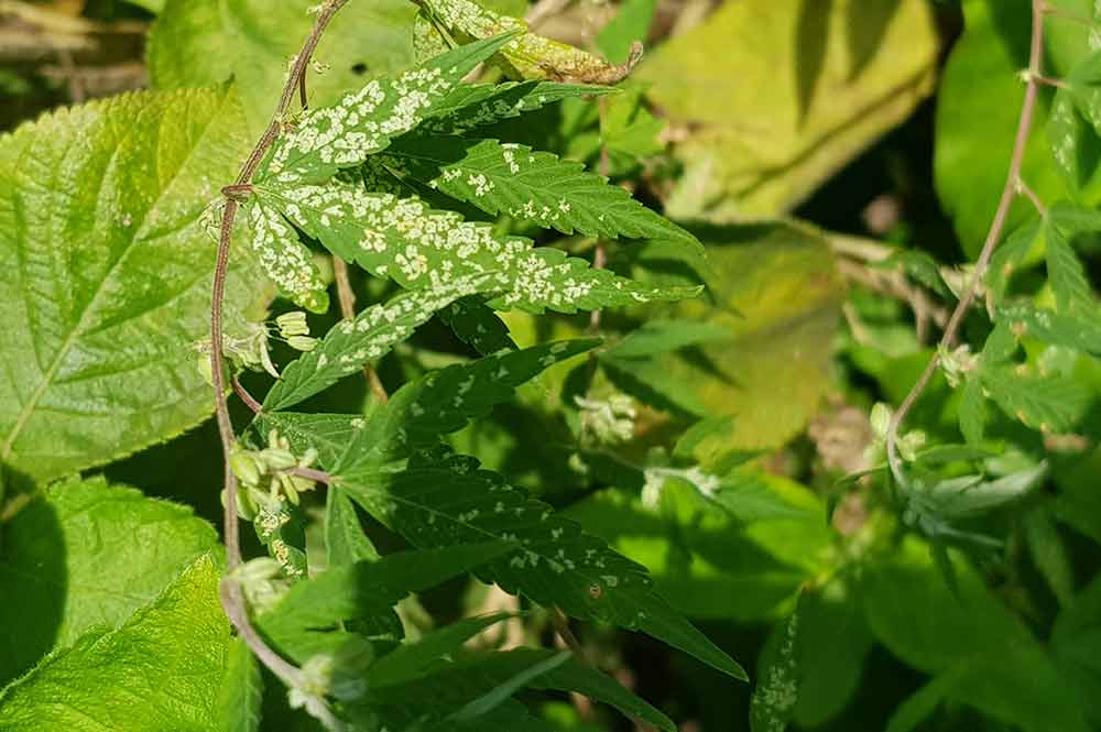 thrips on marijuana leaves