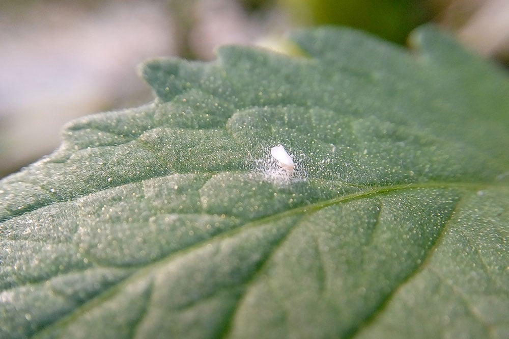 whiteflies on cannabis leaf