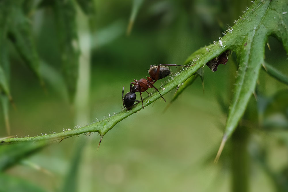 ants on cannabis plant